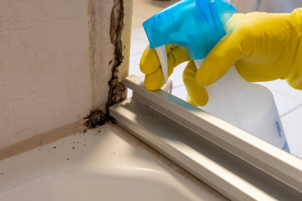 Best Residential Mold Removal  in Silverthorne, CO