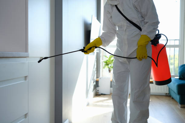 Office Mold Removal Services in Silverthorne, CO