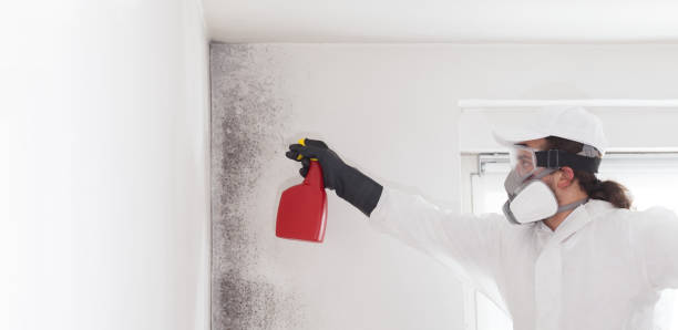 Home Mold Removal in Silverthorne, CO